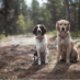 Hiking Off-Leash: What Dog Owners Need to Know // Backpacker Magazine