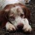 How to Save Your Dog’s Life // Backpacker Magazine